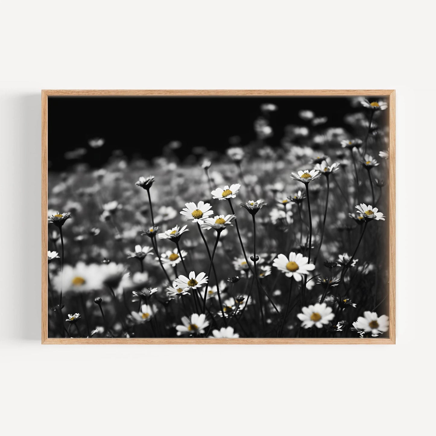 Daisy Dreamscape