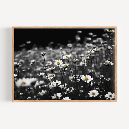 Daisy Dreamscape